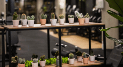  Rośliny w siłowni- jak zieleń i trening naturalny wpływają na jakość treningu i samopoczucie?